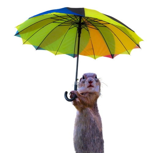 Danser sous la pluie par temps d’orage