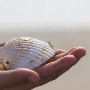 sea-shell-4106027_1920