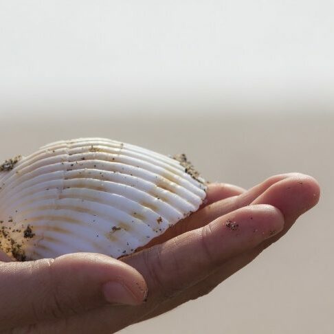 sea-shell-4106027_1920 sea-shell-4106027_1920
