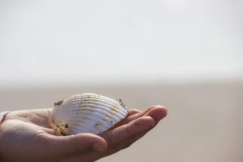 sea-shell-4106027_1920