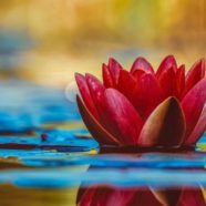 water-lily-3784022_1280