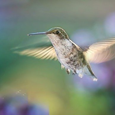 hummingbird-5477966_640