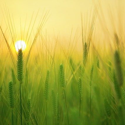 barley-field-1684052_640