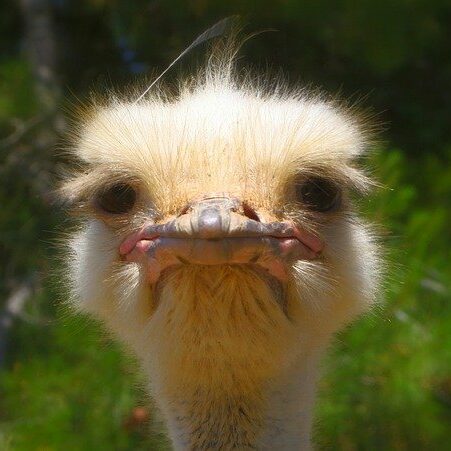 ostrich-992753_640 ostrich-992753_640