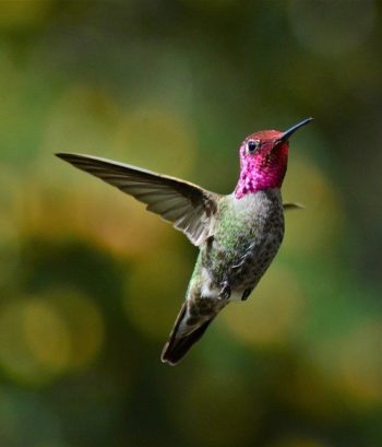 hummingbird-5003882_640